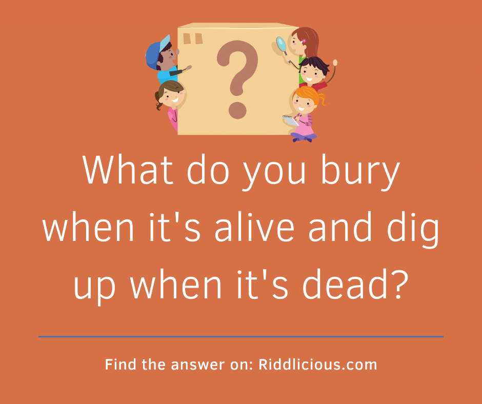 Riddle: What do you bury when it's alive and dig up when it's dead?