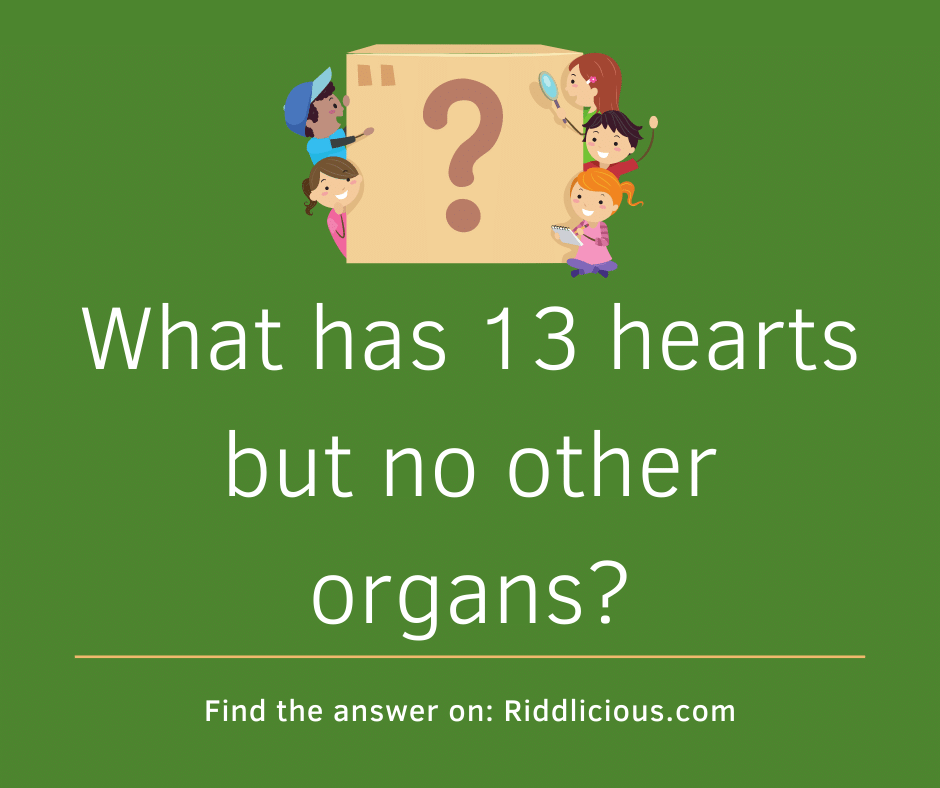 Riddle: What has 13 hearts but no other organs?