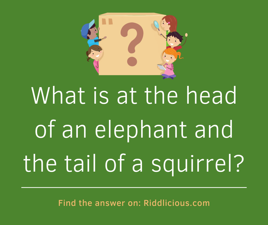 Riddle: What is at the head of an elephant and the tail of a squirrel?