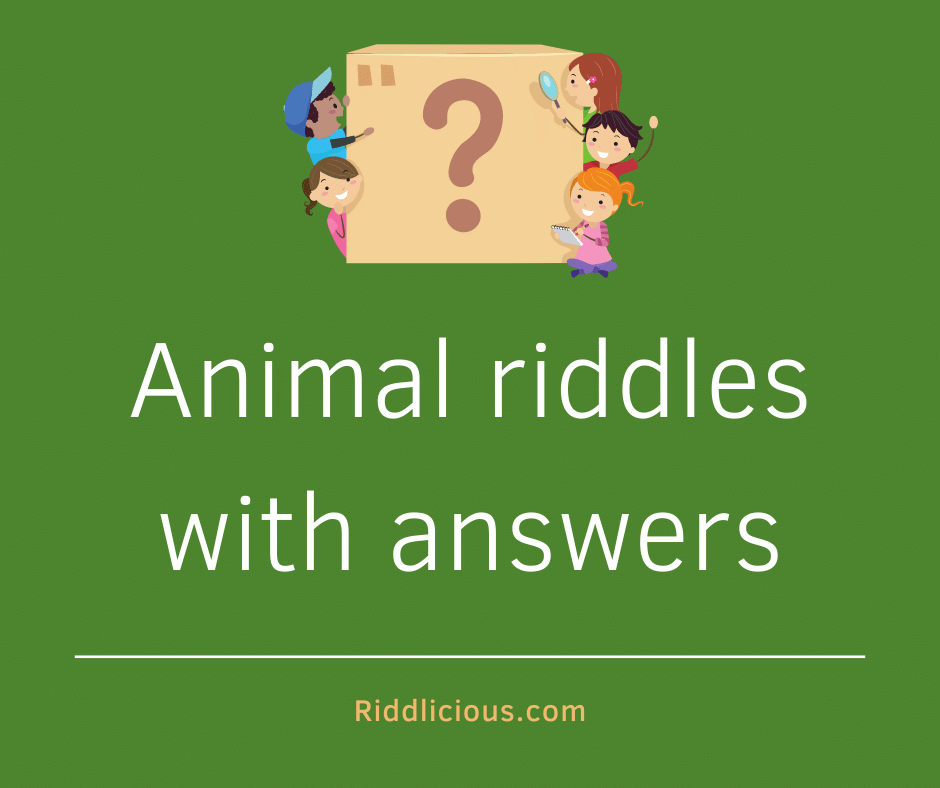 Featured image for archive of animal riddles with answers.