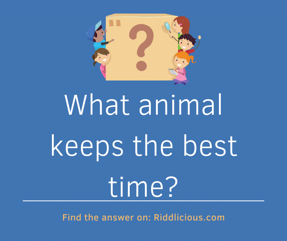 Riddle: What animal keeps the best time?