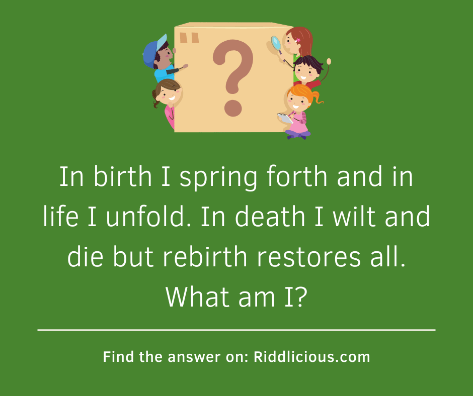 Riddle: In birth I spring forth and in life I unfold. In death I wilt and die but rebirth restores all. What am I?
