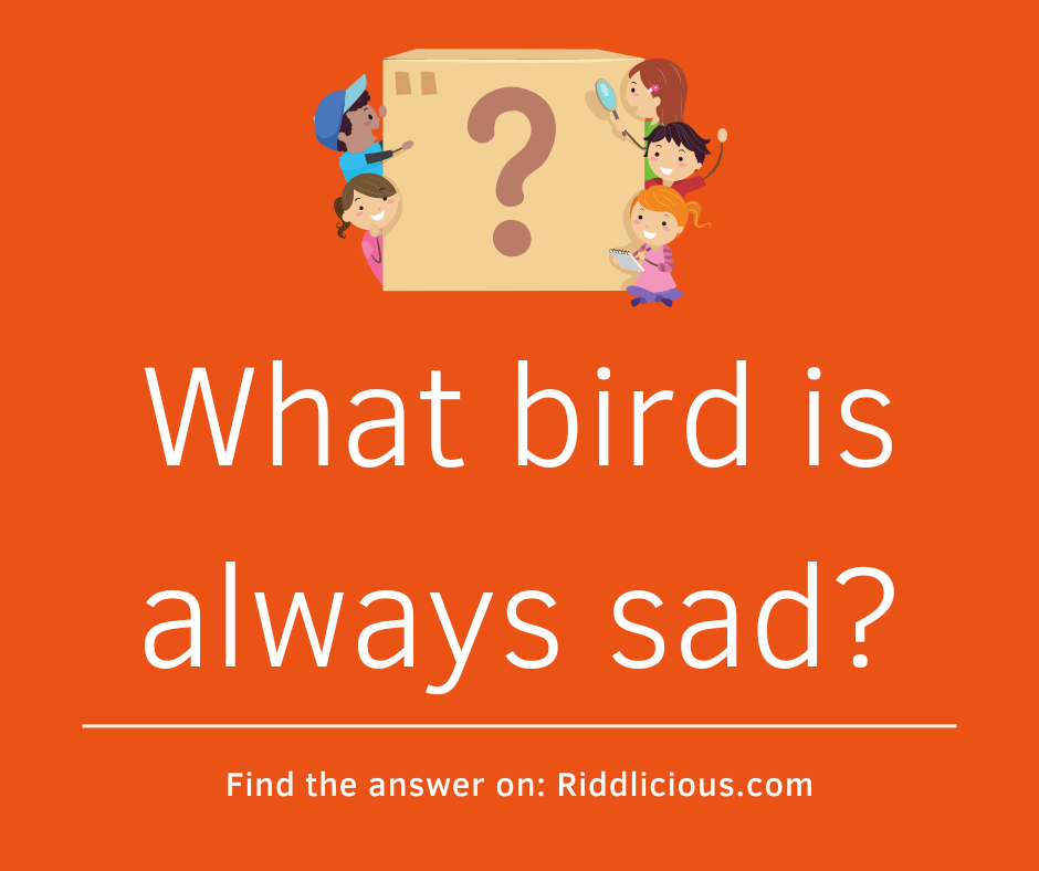 Riddle: What bird is always sad?