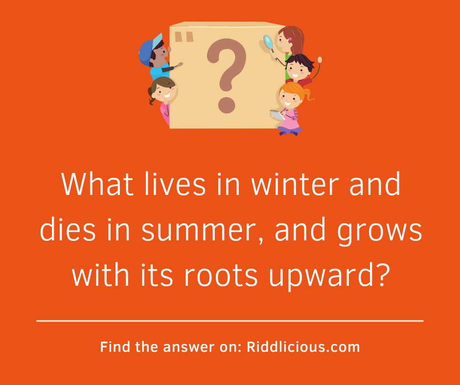 Riddle: What lives in winter and dies in summer, and grows with its roots upward?