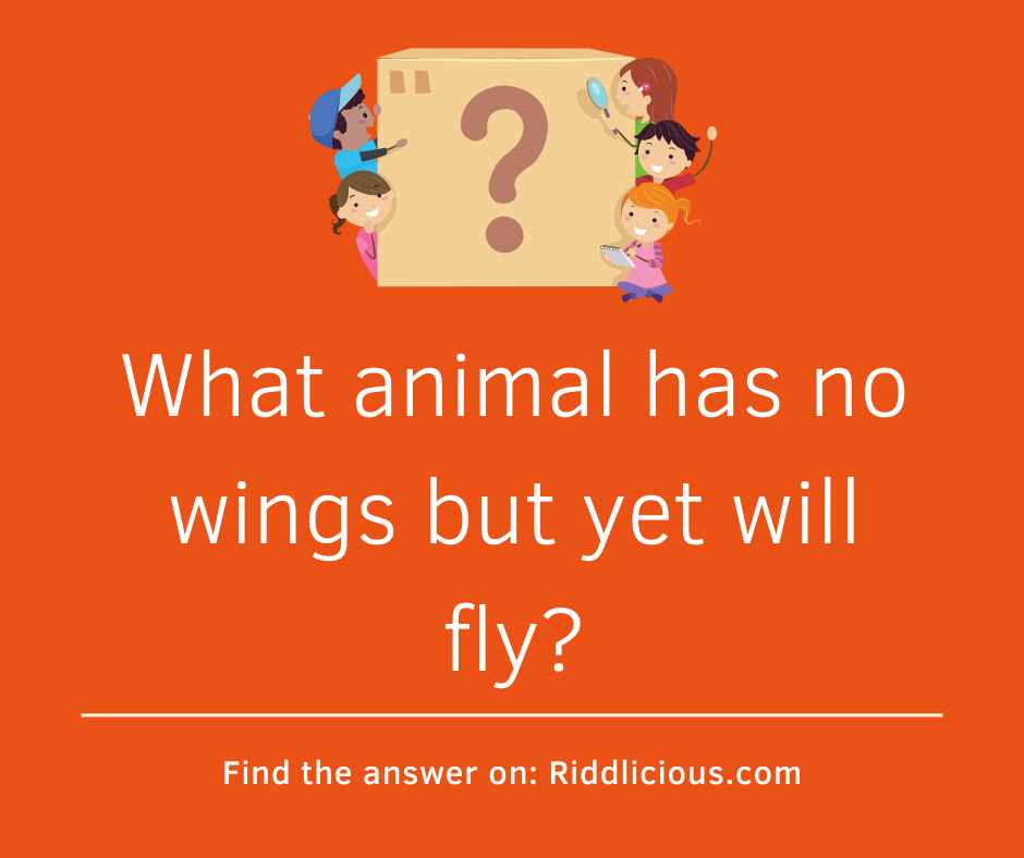 Riddle: What animal has no wings but yet will fly?