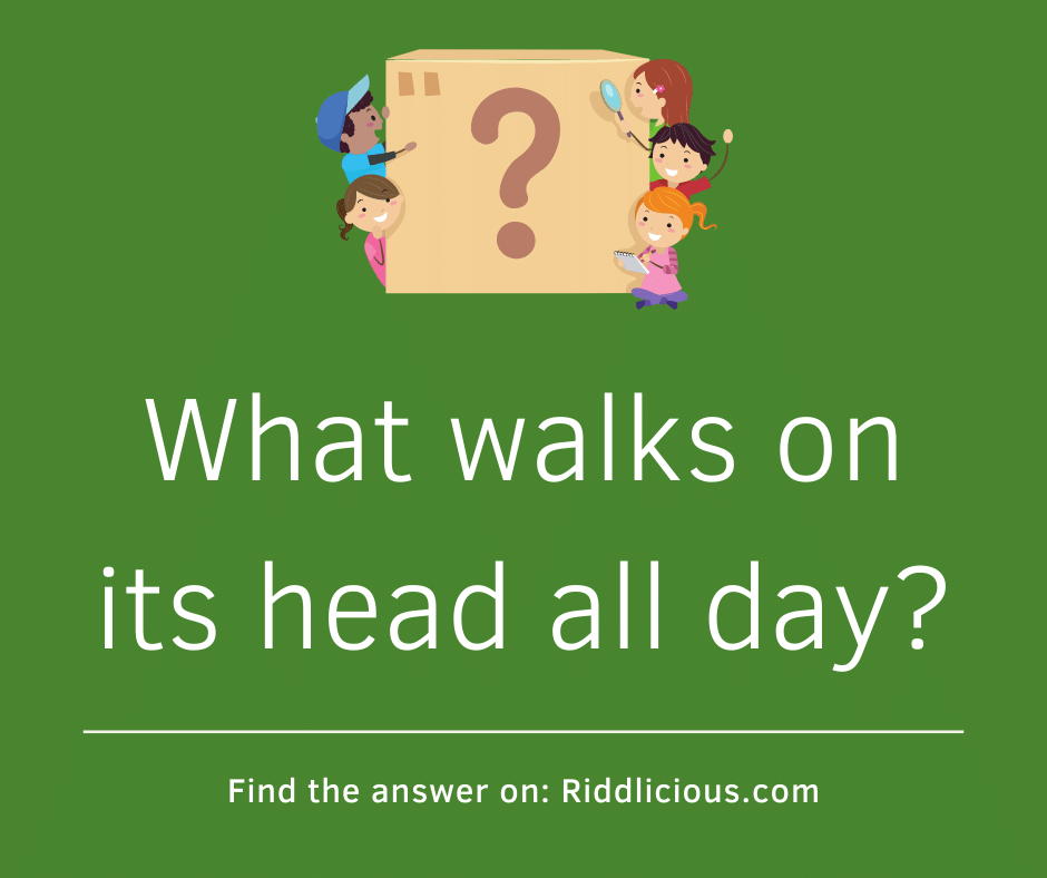Riddle: What walks on its head all day?