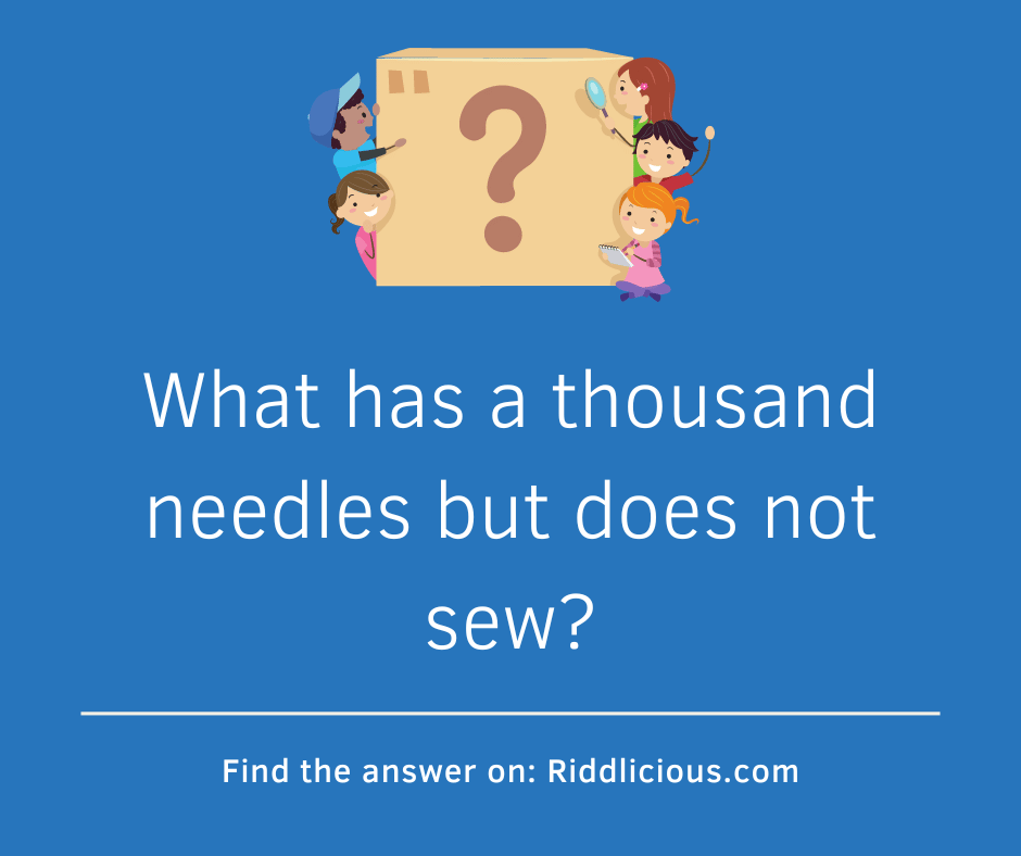 Riddle: What has a thousand needles but does not sew?
