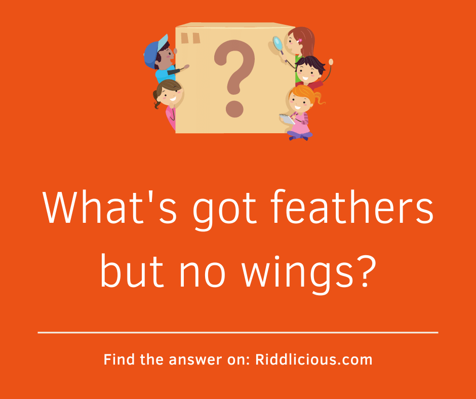 Riddle: What's got feathers but no wings?