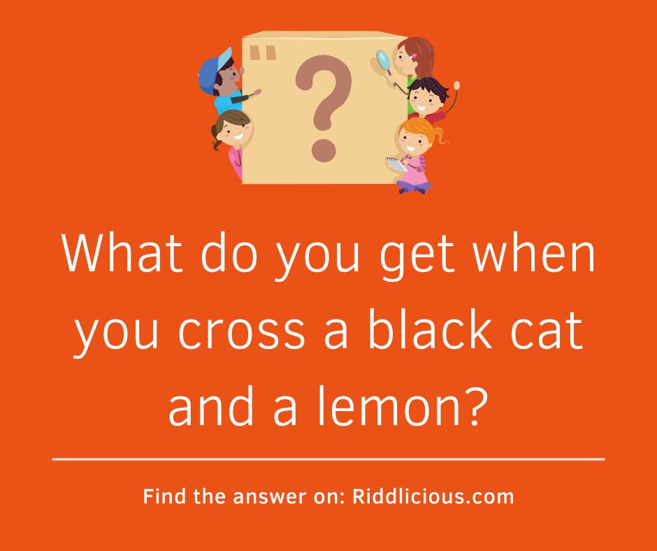 Riddle: What do you get when you cross a black cat and a lemon?